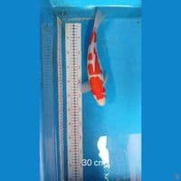 kohaku m 30 cm