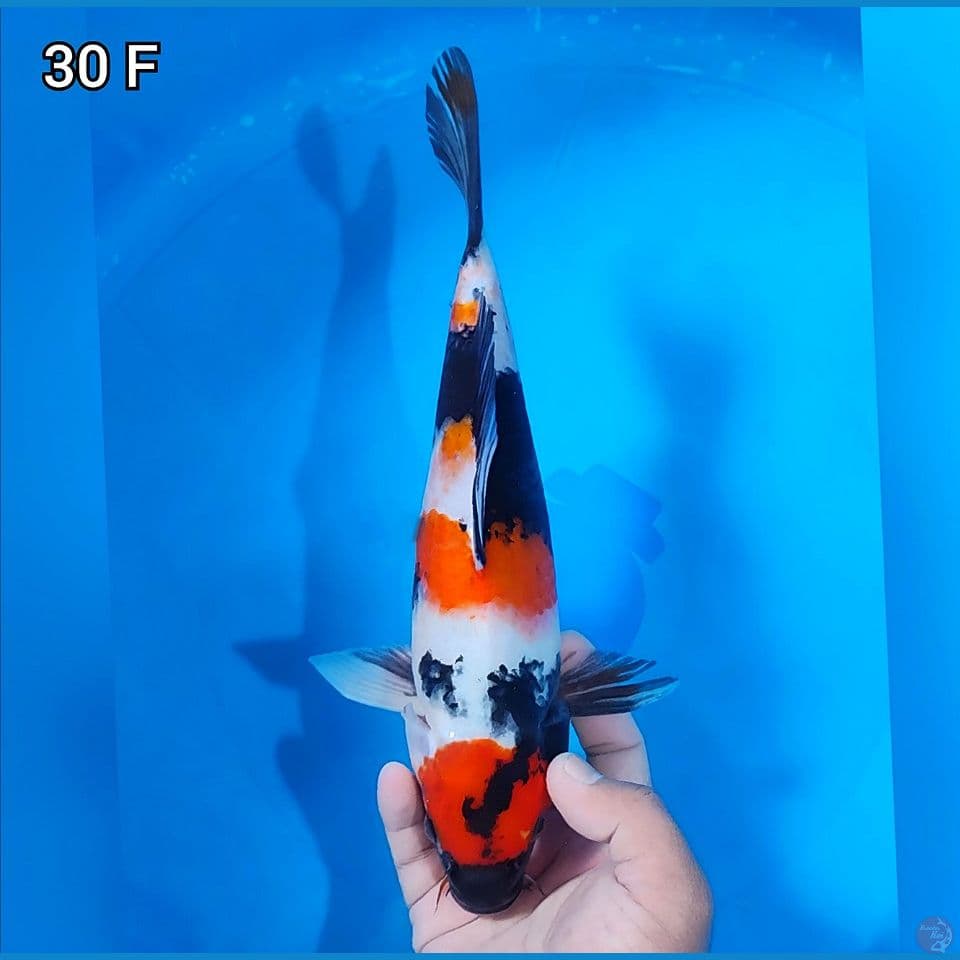 Maruten Showa Original 30cm Betina