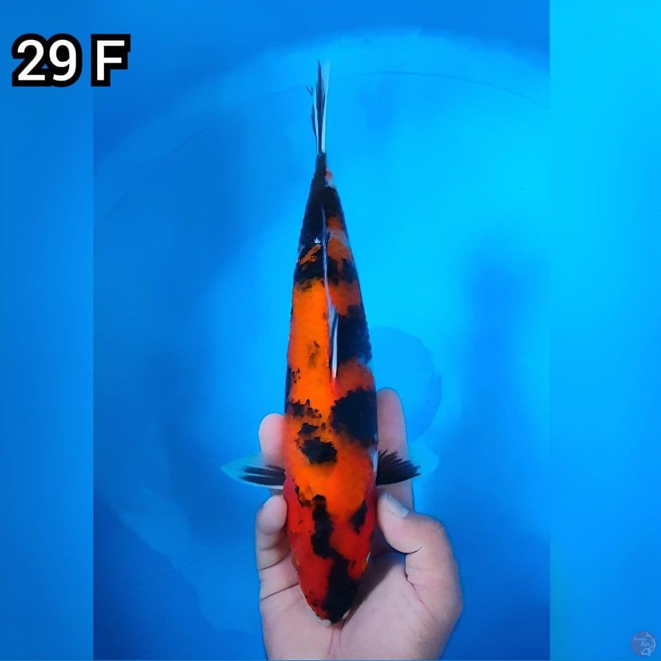 Hi Showa Original 29cm Betina