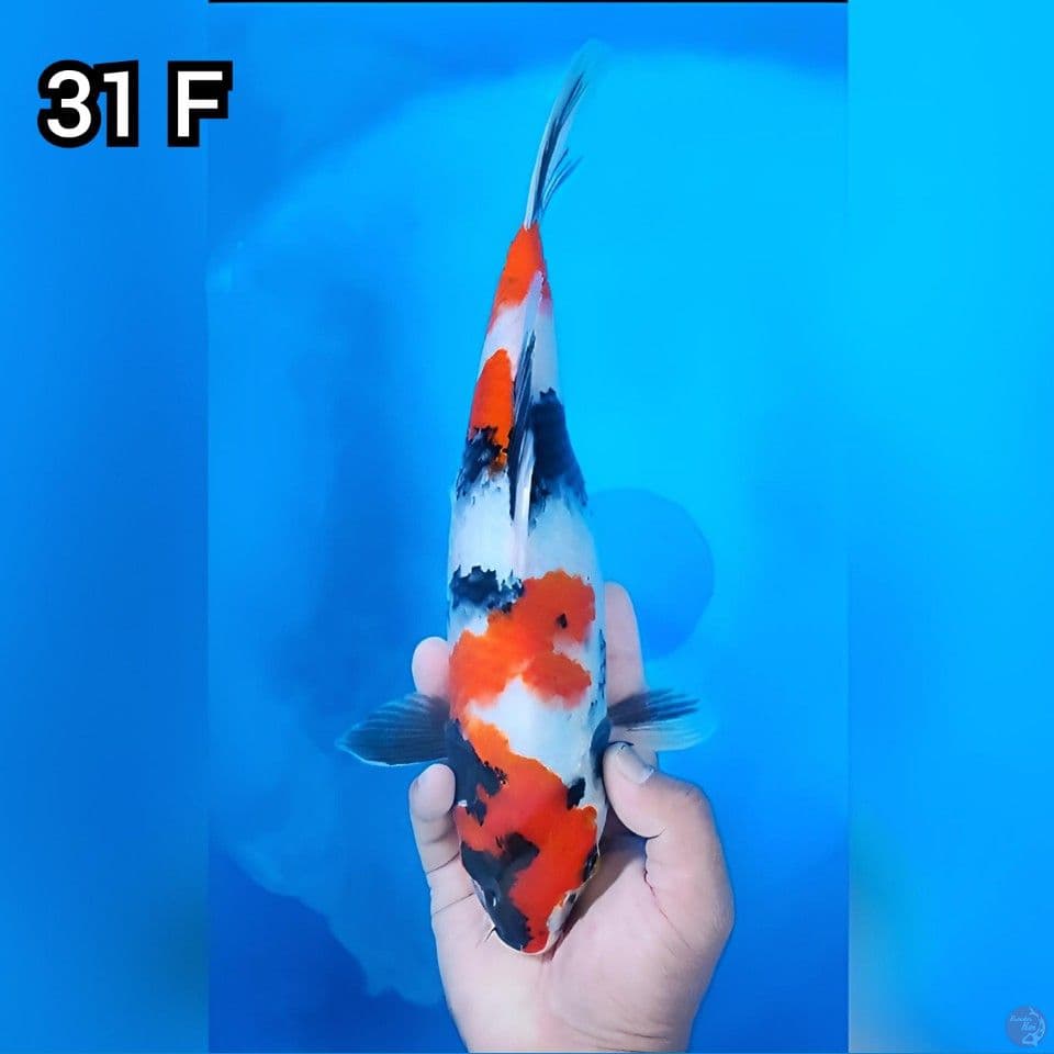 Kindai Showa Otiginal 31cm Betina