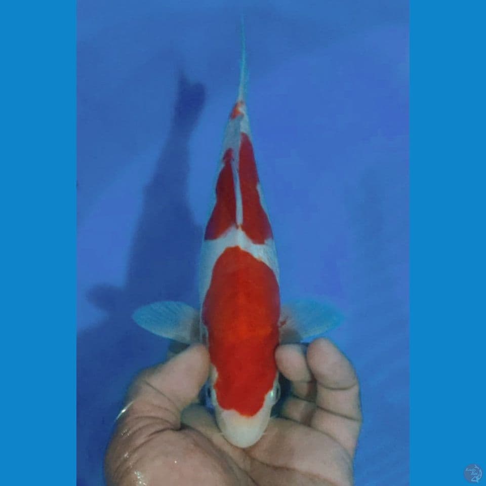 DOITSU 27CM