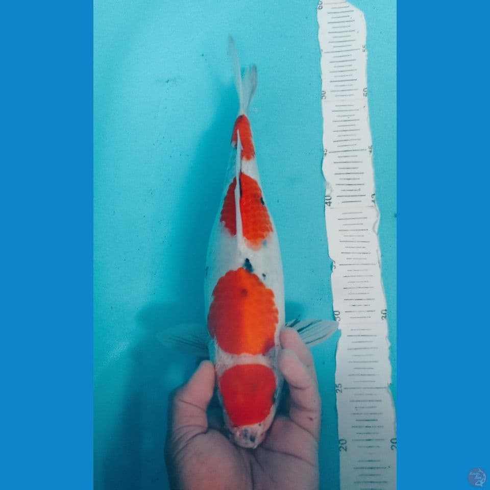 SHOWA 35CM