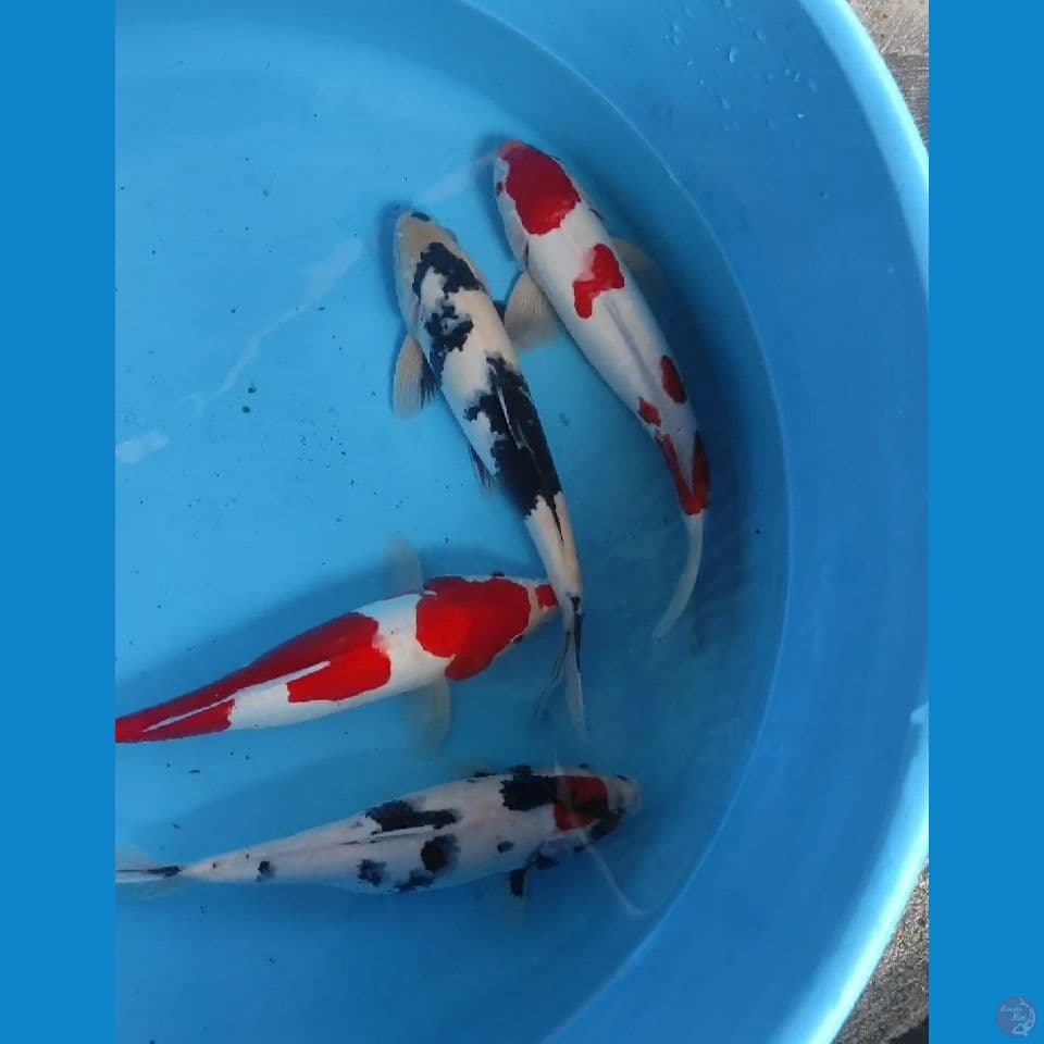 32-36cm showa vs kohaku doit