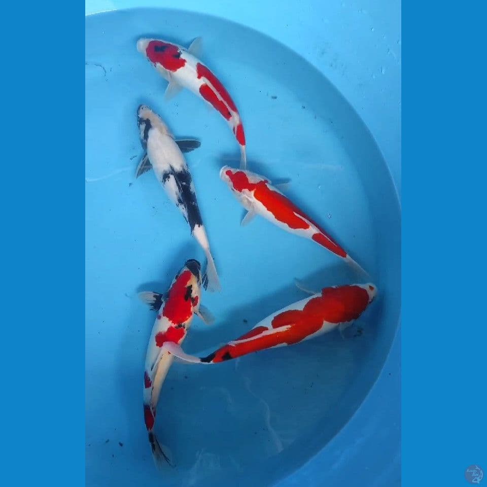 28-34cm mix