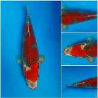 beni gingga top 37cm