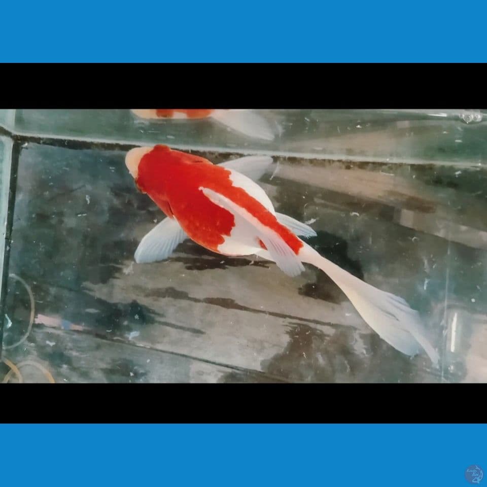 tamasaba jumbo 20 cm
