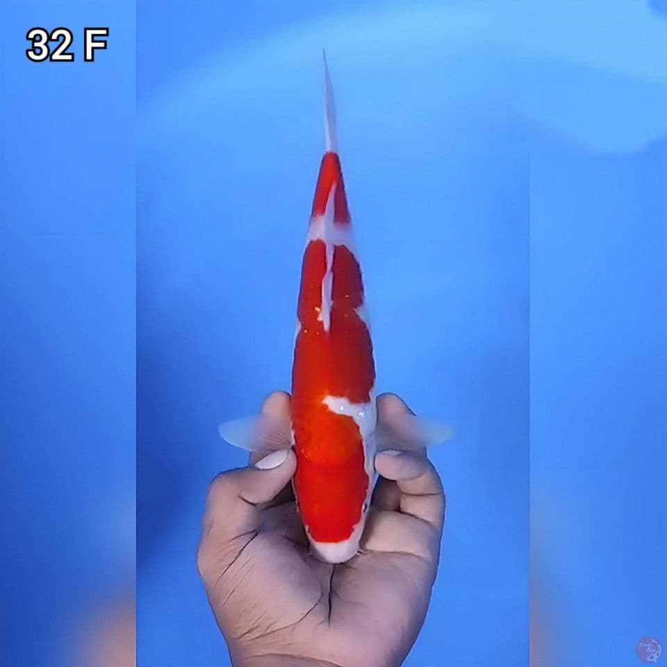 Kohaku 2 Step Original 32cm Betina