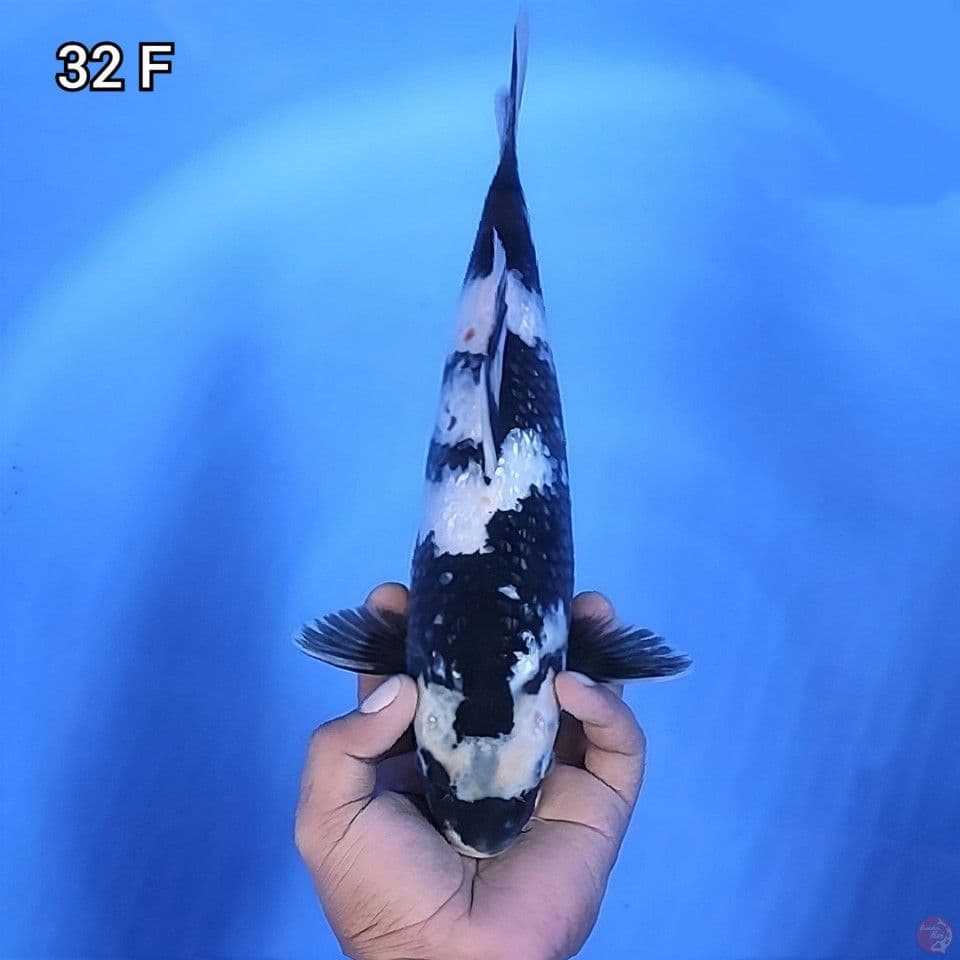 Shiro Ginrin Original 32cm Betina (bocor sedikit)