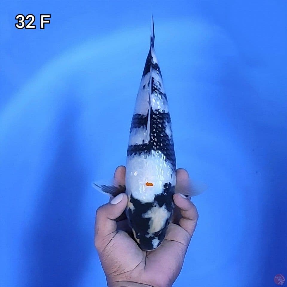 Shiro Ginrin Original 32cm Betina (bocor sedikit)