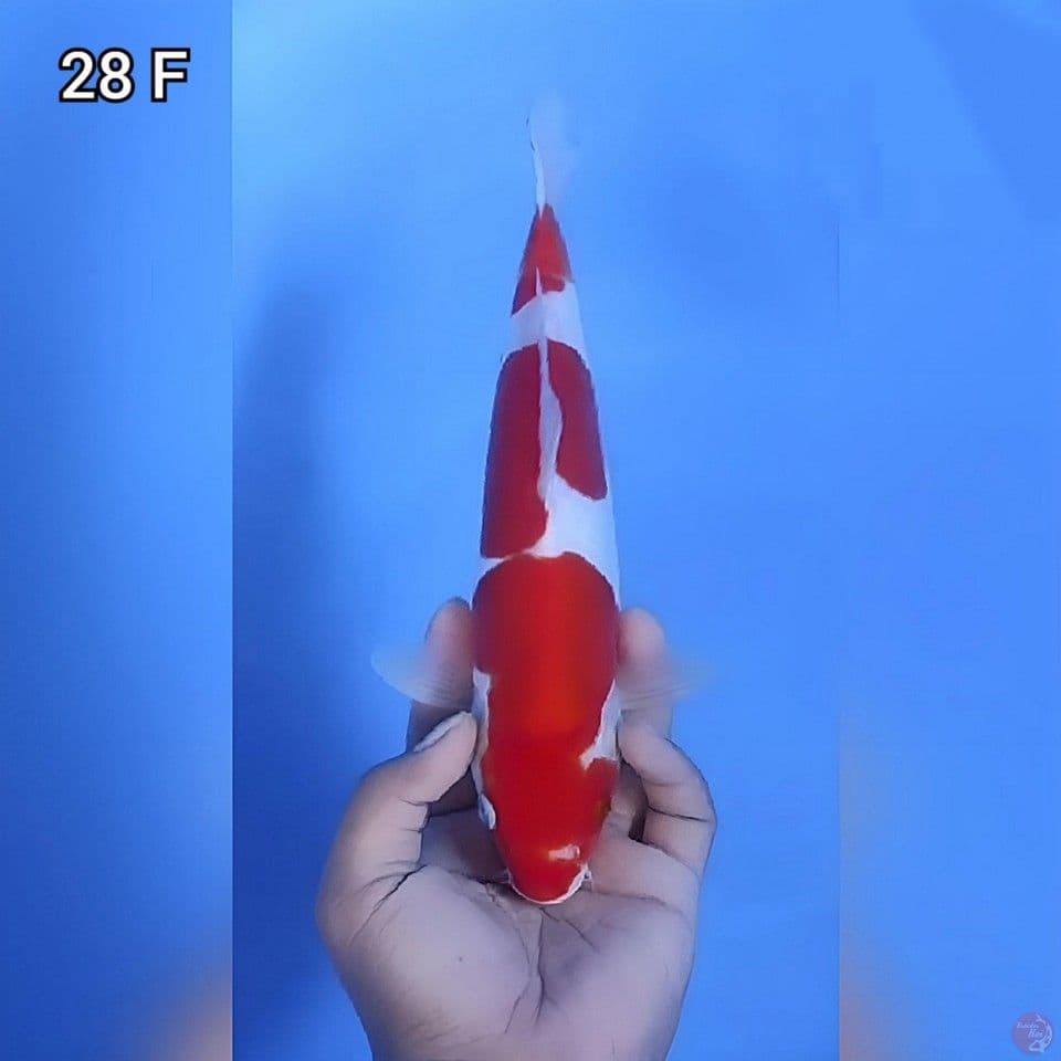 Doitsu Original 28cm Betina