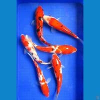 Paket Sanke 5 Ekor 27 - 31 Cm