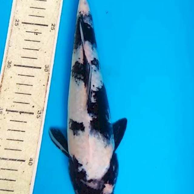 Shiro 30cm