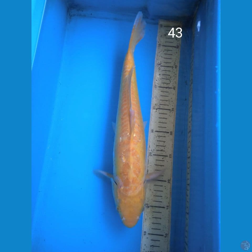 shusui kuning 43cm