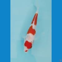 kohaku 22cm
