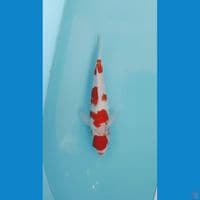 kohaku 25cm