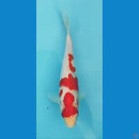 kohaku 30cm male