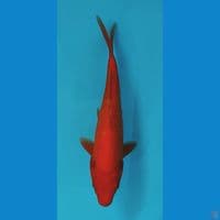 benigoi tembus 25cm