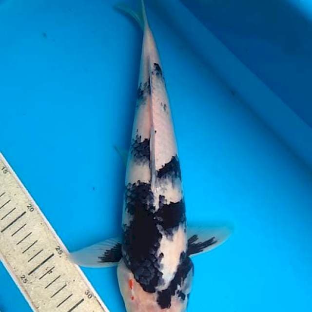 Shiro 37cm
