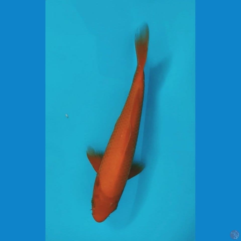 benigoi tembus 27cm