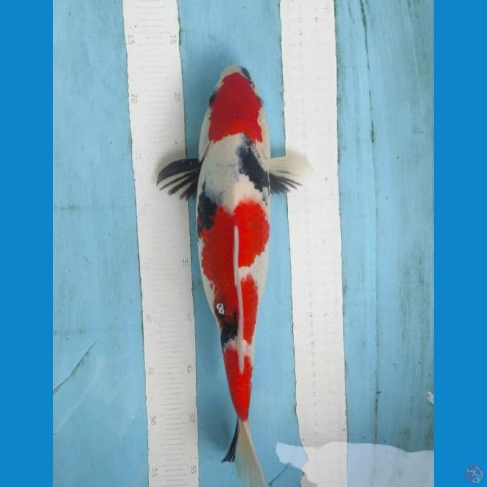 showa 37cm