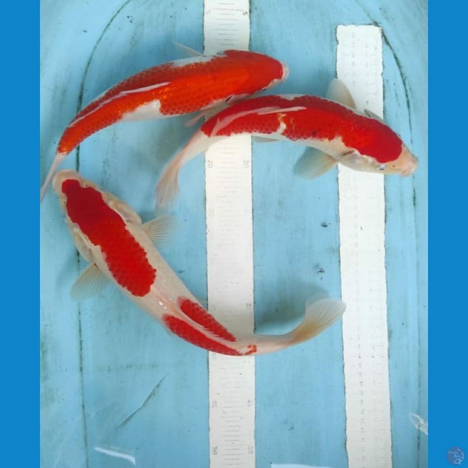 kohaku 30-35cm