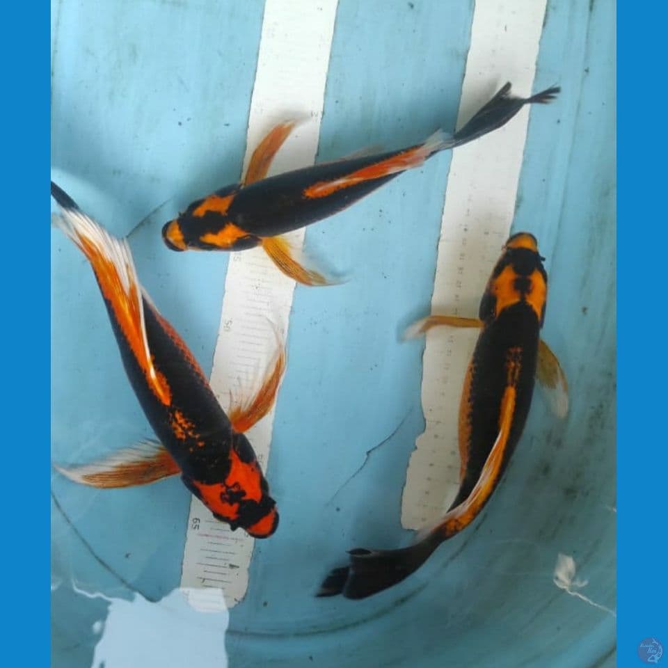 kumpay kabuto 27-32cm