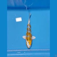 SQ KIRIN KUJAKU 25CM ORY BAHAN KEEP 