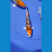 SQ KUJAKU 21CM RECOMMENDED KEEP 