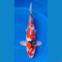 SUPER QUALITY TATHEGOI SHOWA 45CM MALE ORYGINAL PATERN 