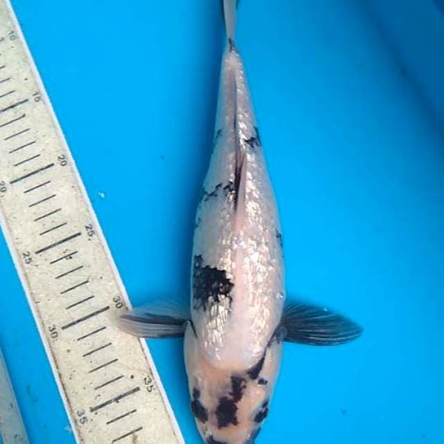 Shiro ginrin 31cm