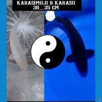 KARASU & KARASIMUJI YIN_YANG