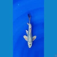 kumpay mukasi gindrin size 23 cm male