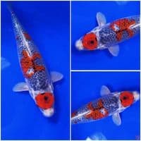 goshiki 35cm 