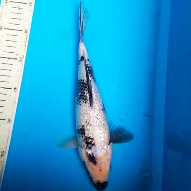 Shiro ginrin 30cm