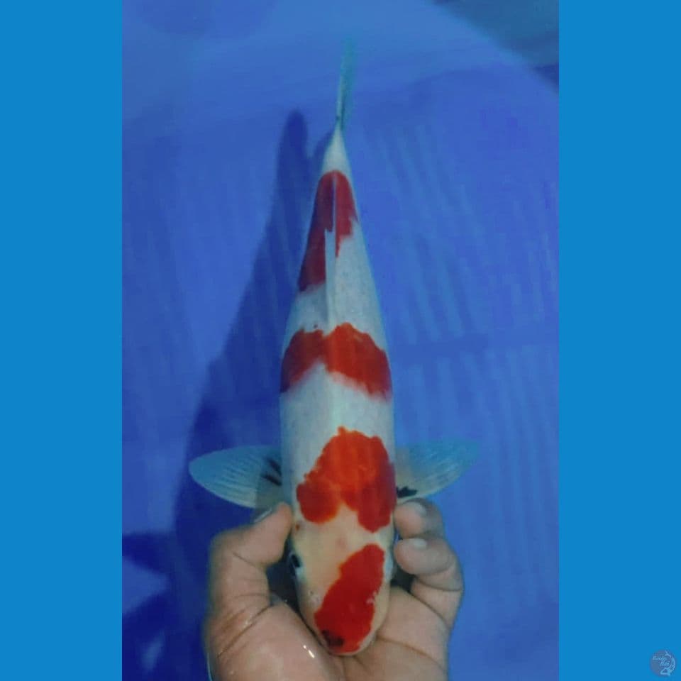 TATEGOI 38CM