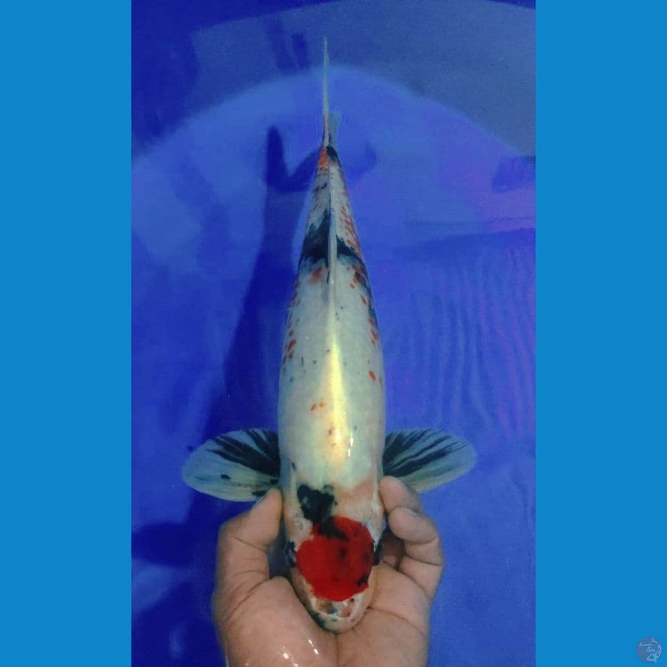 KANOKO 43CM