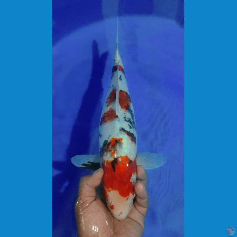 SHOWA 41CM