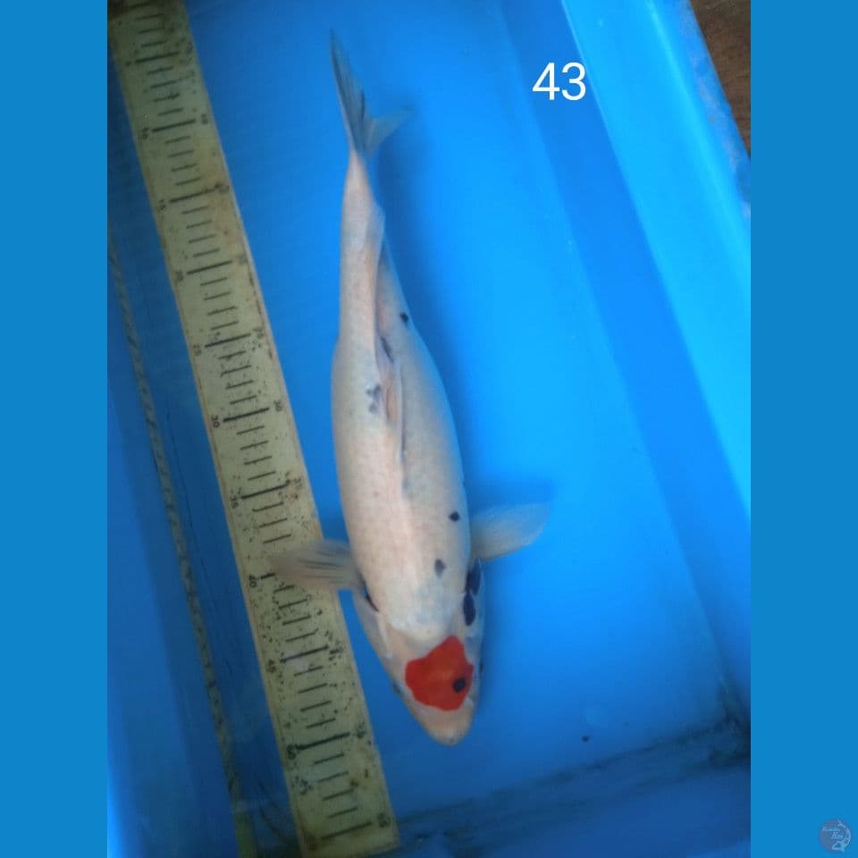 tancho showa 43cm