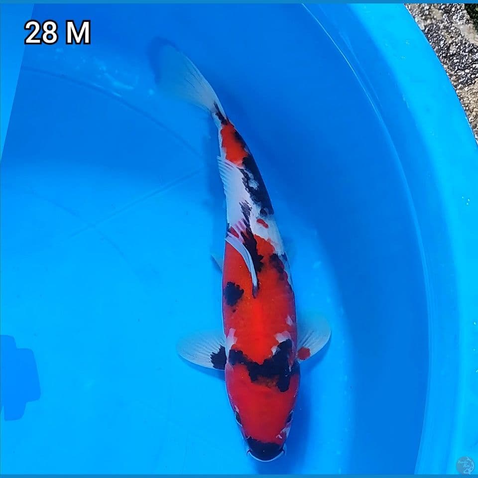 Showa Original Mantap 28cm Jantan 