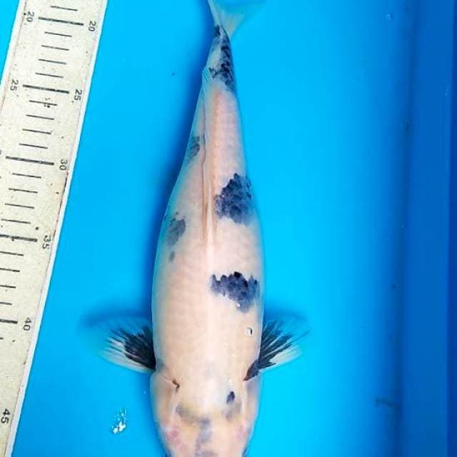 Shiro 34cm