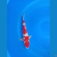 Kohaku 