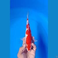 original kohaku size : 24cm