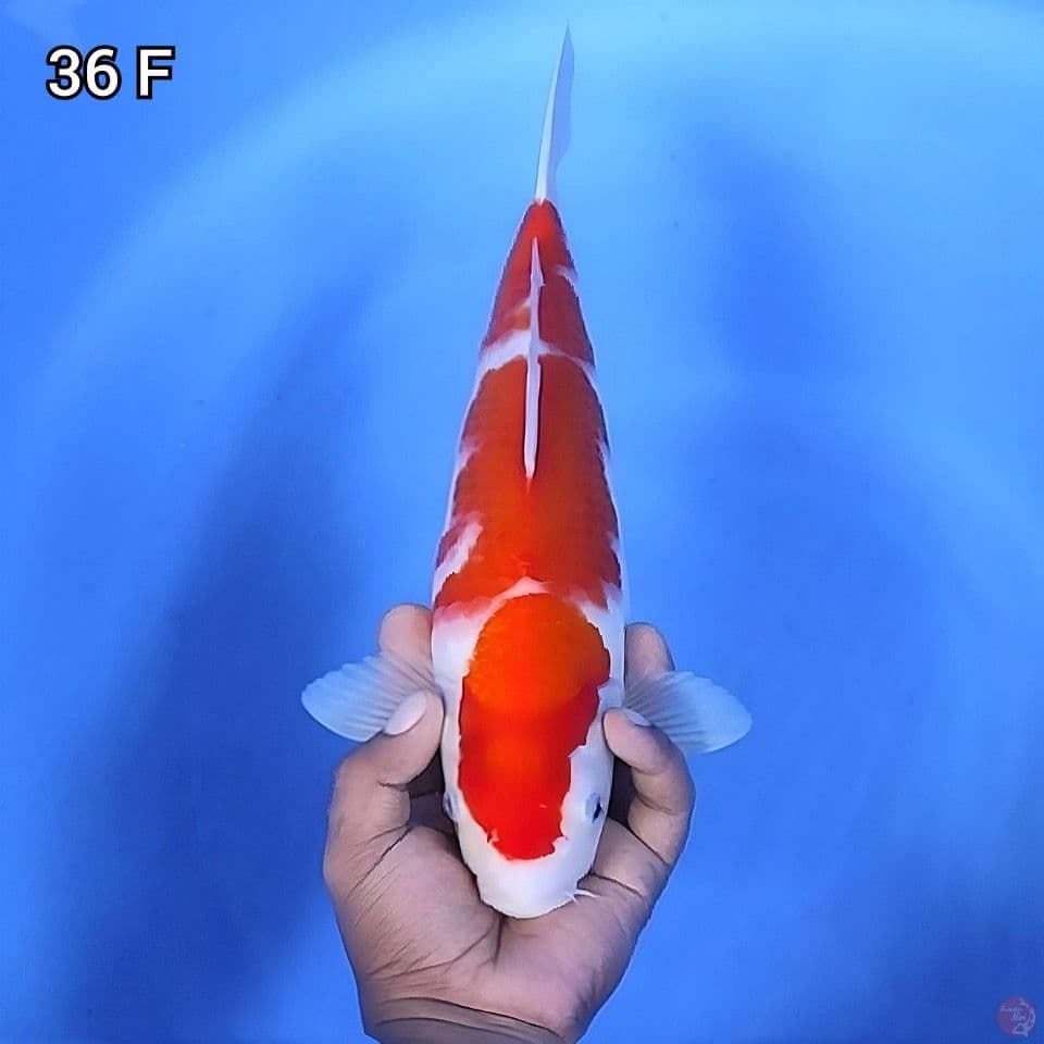 Kohaku Original Mantap 36cm Betina