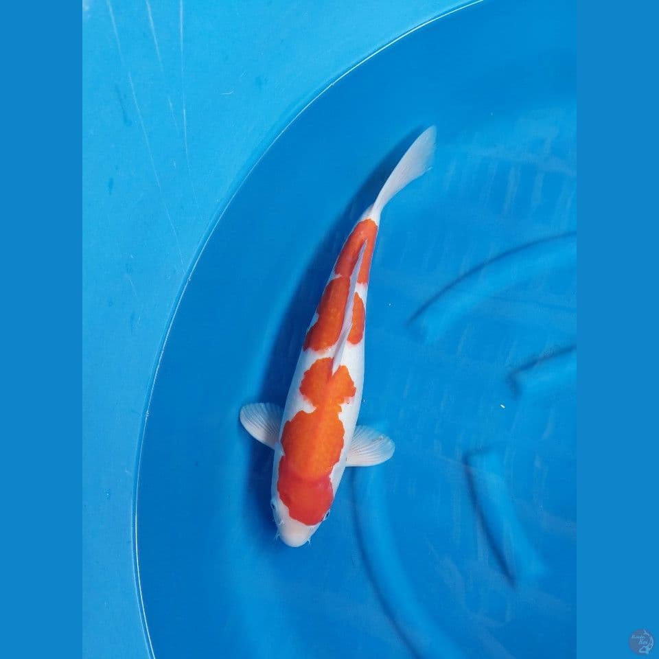 sq kohaku