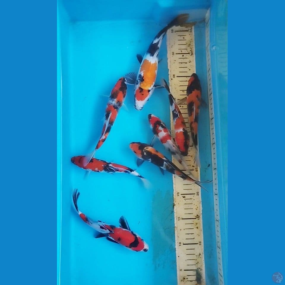 showa 17-25cm