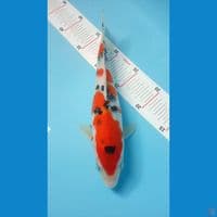 sanke  29cm 