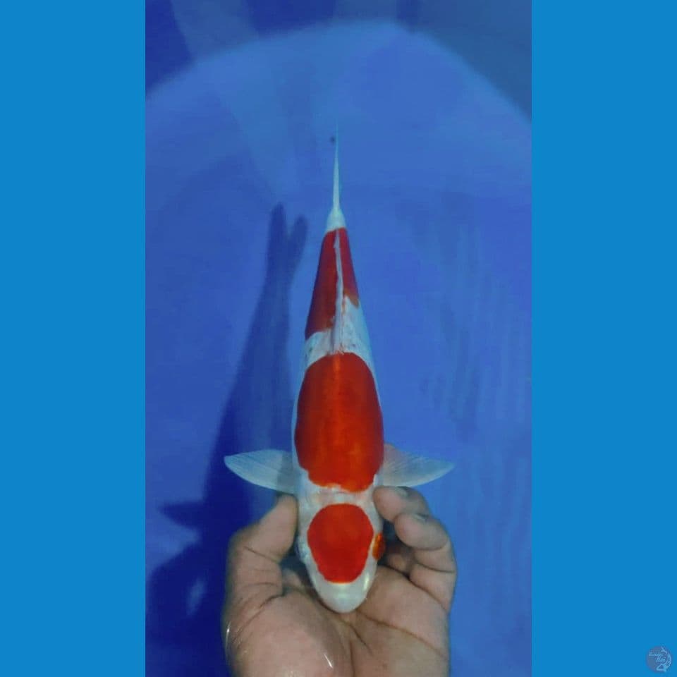 MARUTEN 33CM