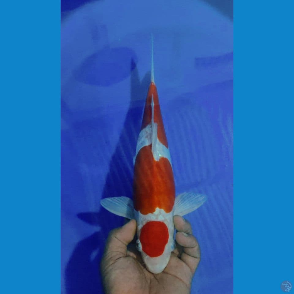 DOITSU 37CM