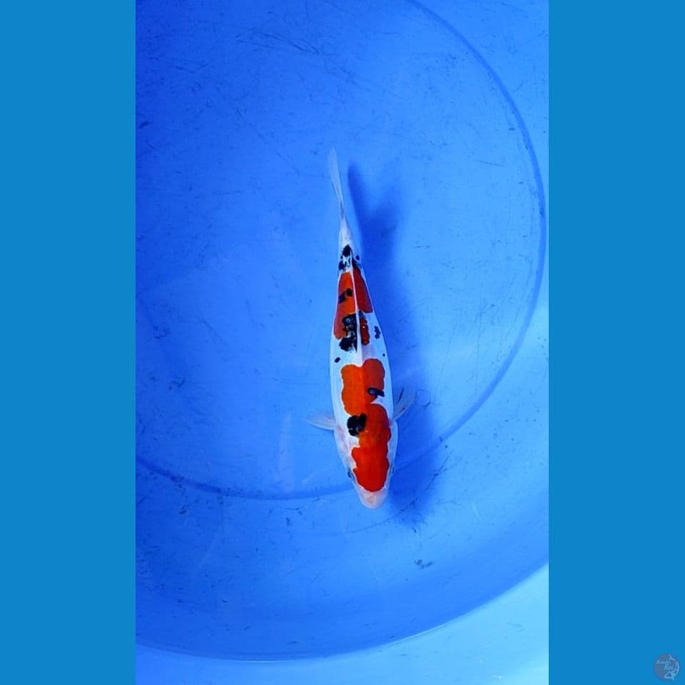 SANKE DOITSU FEMALE 26 CM