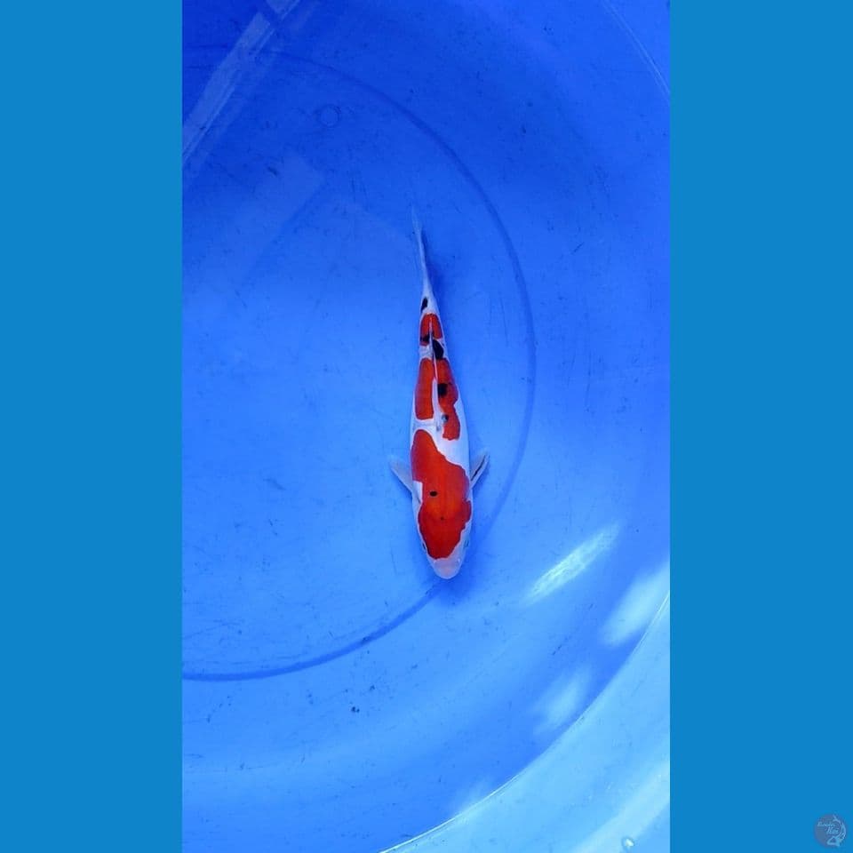 SANKE DOITSU FEMALE 25 CM